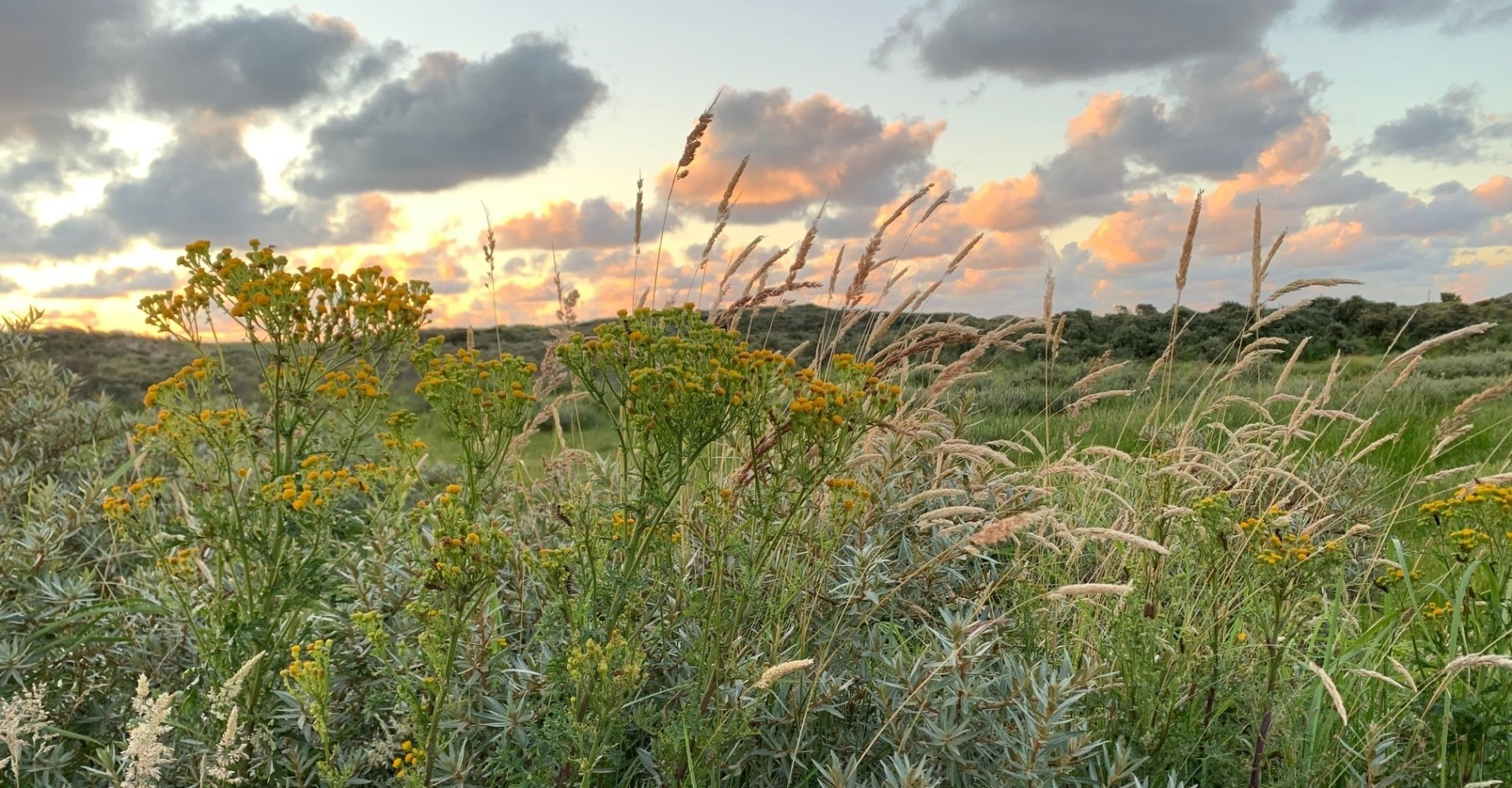 Day birding Zandvoort 8 fba6a656 2f498cbf 1920w