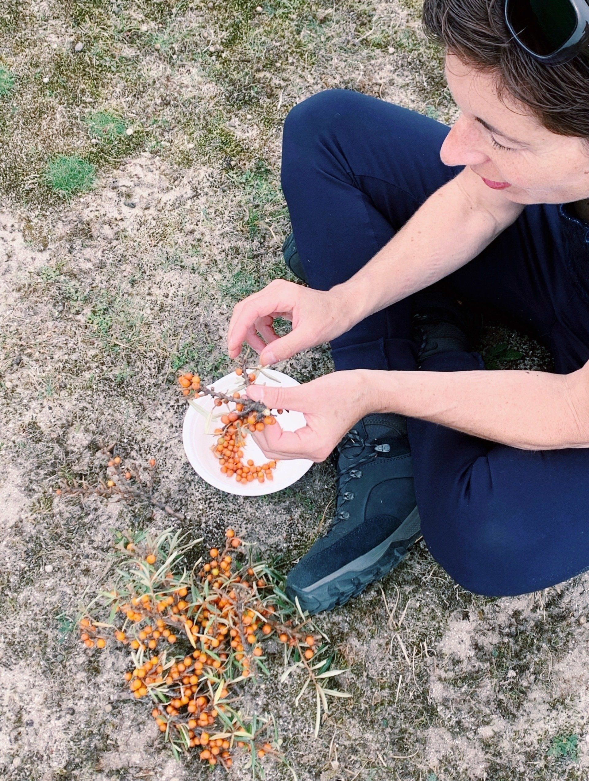 Wild picking WorkshopSea buckthorn berry2 1920w